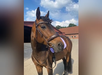 Caballo alemán, Yegua, 8 años, 160 cm, Castaño