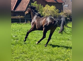 Caballo alemán, Yegua, 8 años, 160 cm, Castaño