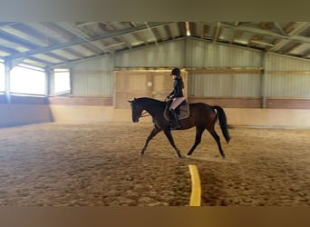 Caballo alemán, Yegua, 8 años, 160 cm, Castaño