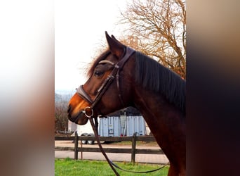 Caballo alemán, Yegua, 8 años, 160 cm, Castaño