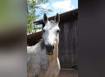 Caballo alemán, Yegua, 8 años, 160 cm, Tordo