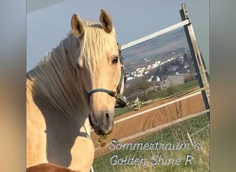 Caballo alemán, Yegua, 8 años, 165 cm, Palomino