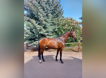 Caballo alemán, Yegua, 8 años, 167 cm, Castaño