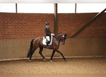 Caballo alemán, Yegua, 8 años, 169 cm, Castaño oscuro