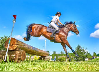 Caballo alemán, Yegua, 8 años, 169 cm, Castaño oscuro