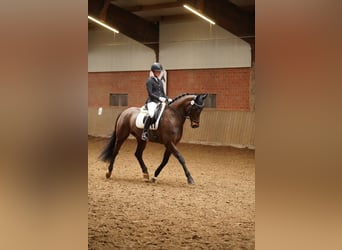 Caballo alemán, Yegua, 8 años, 169 cm, Castaño oscuro