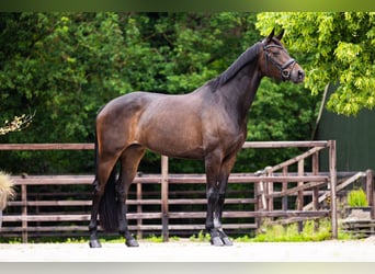 Caballo alemán, Yegua, 8 años, 170 cm, Castaño oscuro
