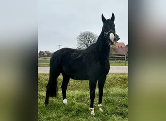 Caballo alemán, Yegua, 8 años