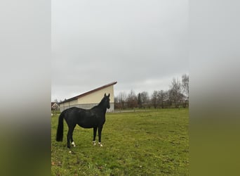 Caballo alemán, Yegua, 8 años