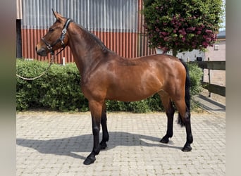 Caballo alemán, Yegua, 9 años, 160 cm, Castaño