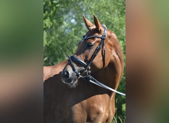 Caballo alemán, Yegua, 9 años, 161 cm, Alazán-tostado