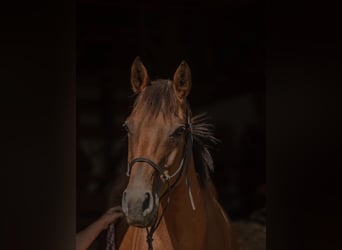 Caballo alemán, Yegua, 9 años, 162 cm, Castaño