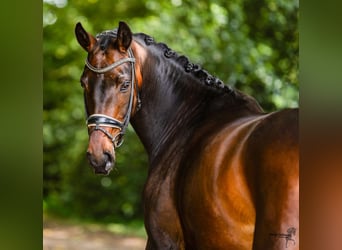 Caballo alemán, Yegua, 9 años, 165 cm, Castaño