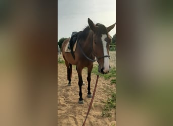 Caballo alemán, Yegua, 9 años, 165 cm, Castaño