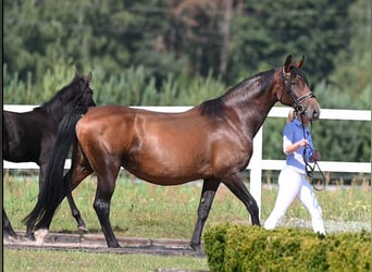 Caballo alemán, Yegua, 9 años, 167 cm, Castaño