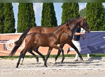 Caballo alemán, Yegua, 9 años, 167 cm, Castaño