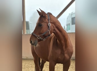 Caballo alemán, Yegua, 9 años, 168 cm, Alazán