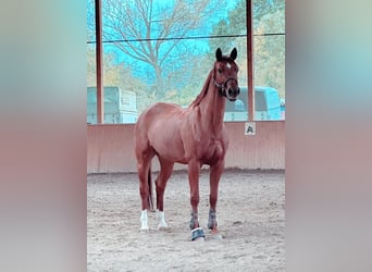 Caballo alemán, Yegua, 9 años, 168 cm, Alazán