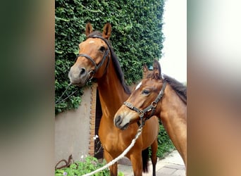 Caballo alemán, Yegua, 9 años, 168 cm, Castaño