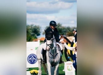 Caballo alemán, Yegua, 9 años, 170 cm, Tordo