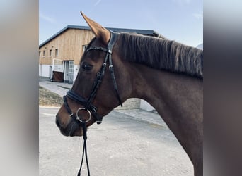 Caballo alemán, Yegua, 9 años, 173 cm, Alazán-tostado
