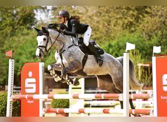 Caballo alemán, Yegua, 9 años, 173 cm, Tordo
