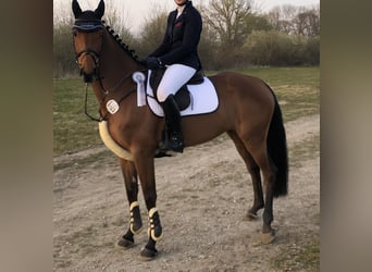 Caballo alemán, Yegua, 9 años, Castaño