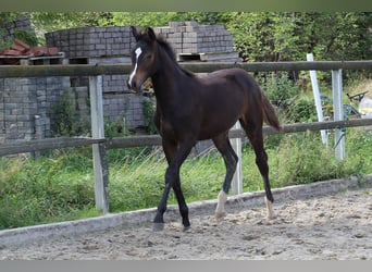 Caballo alemán, Yegua, Potro (02/2024), 168 cm, Castaño oscuro