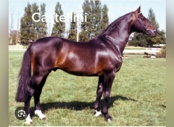 Caballo alemán, Yegua, Potro (02/2024), 168 cm, Castaño oscuro