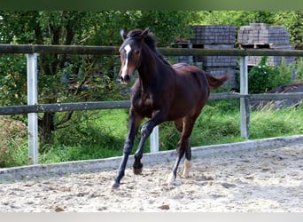 Caballo alemán, Yegua, Potro (02/2024), 168 cm, Castaño oscuro