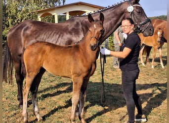 Caballo alemán, Yegua, Potro (04/2026), 170 cm, Morcillo