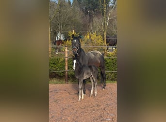 Caballo alemán, Yegua, Potro (02/2026), 170 cm, Negro