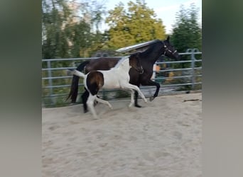 Caballo alemán, Yegua, Potro (06/2025), 170 cm, Pío