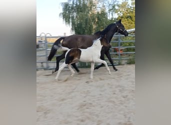 Caballo alemán, Yegua, Potro (06/2025), 170 cm, Pío