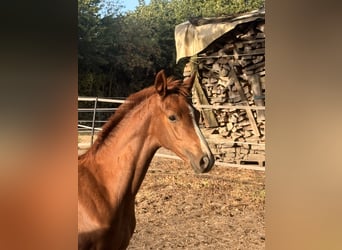 Caballo alemán, Yegua, Potro (05/2026), Alazán-tostado