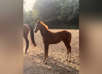 Caballo alemán, Yegua, Potro (05/2026), Alazán-tostado