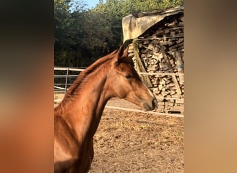 Caballo alemán, Yegua, Potro (05/2026), Alazán-tostado