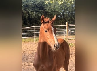 Caballo alemán, Yegua, Potro (05/2026), Alazán-tostado