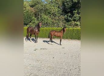 Caballo alemán, Yegua, Potro (02/2026), Castaño