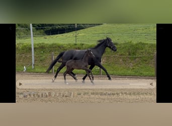 Caballo alemán, Yegua, Potro (04/2026), Negro