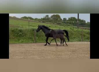 Caballo alemán, Yegua, Potro (04/2026), Negro
