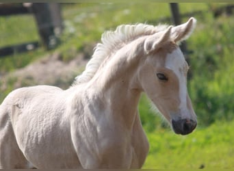 Caballo alemán, Yegua, , Palomino