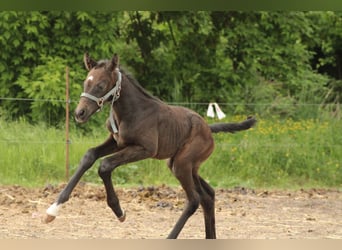 Caballo alemán, Yegua, , Tordo