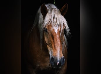 Caballo ardenes, Caballo castrado, 14 años, 167 cm, Alazán