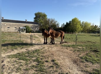 Caballo ardenes, Caballo castrado, 1 año, Castaño