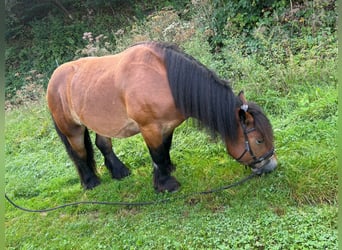 Caballo ardenes, Caballo castrado, 4 años, 150 cm, Castaño