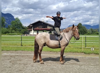Caballo ardenes, Caballo castrado, 4 años, 158 cm, Ruano alazán