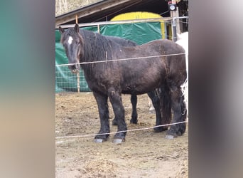 Caballo ardenes, Caballo castrado, 4 años, 160 cm, Negro