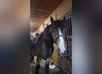 Caballo ardenes, Caballo castrado, 4 años, 163 cm, Castaño