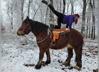 Caballo ardenes, Caballo castrado, 7 años, 170 cm, Castaño